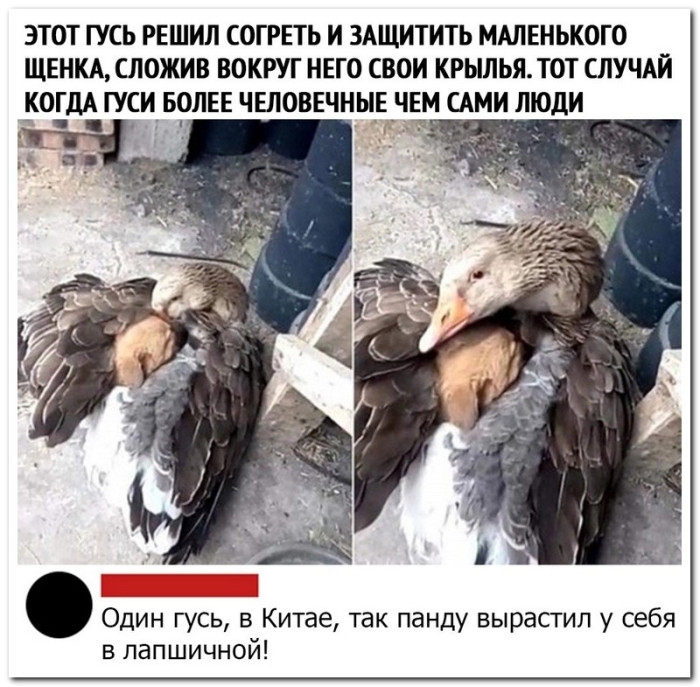 Смешной коммент из соцсети